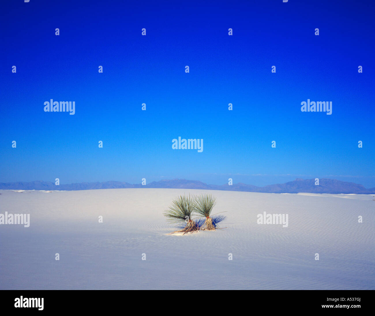 single Yucca plant in  White Sands National Monument New Mexico United States. Photo by Willy Matheisl Stock Photo