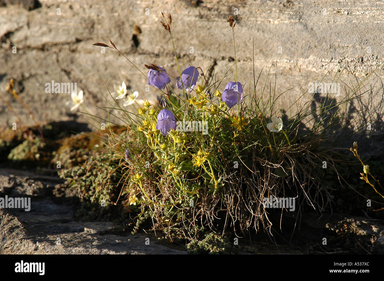 Alpine bell flowers, national park Hohe Tauern, Austria Stock Photo
