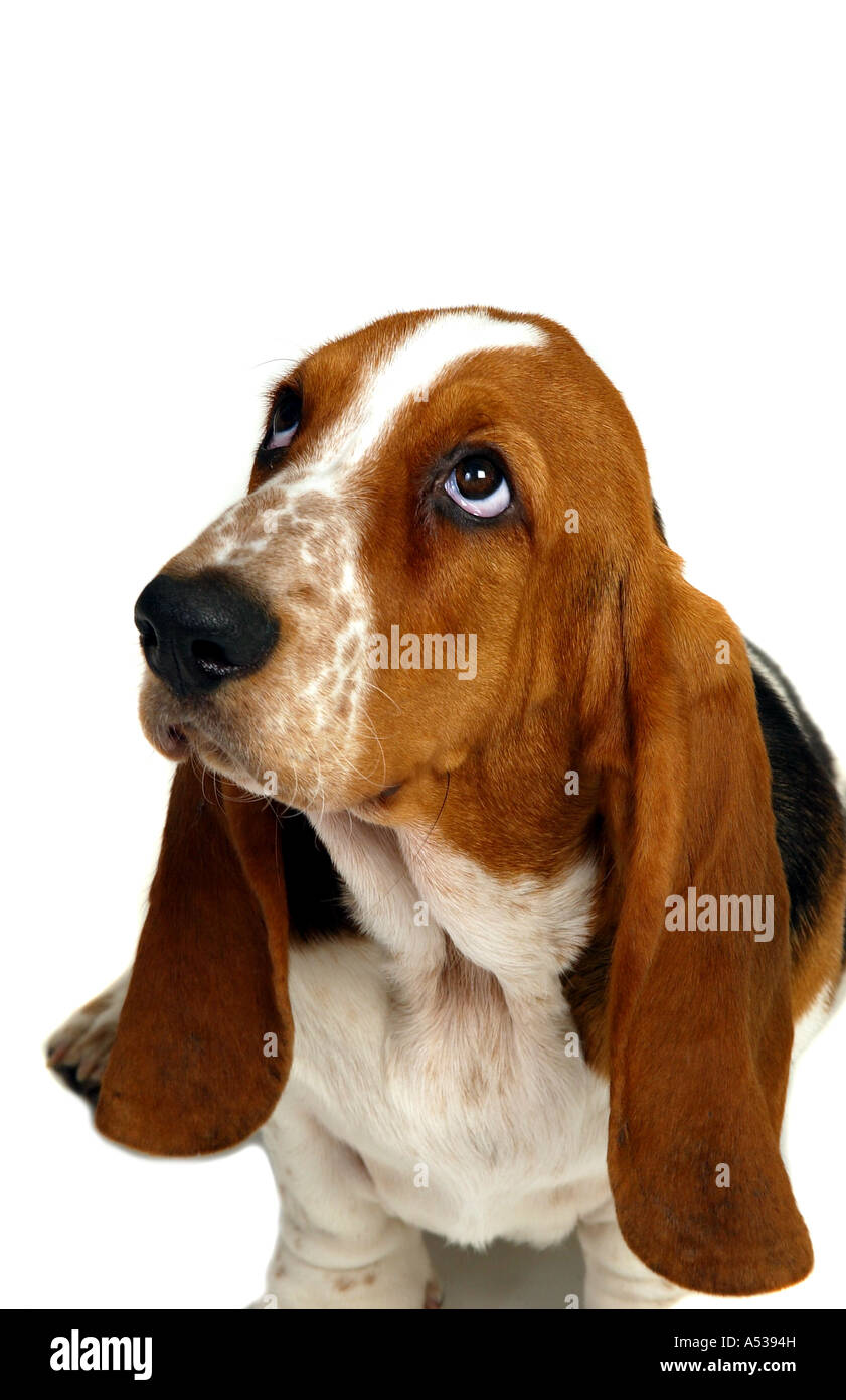 Young Bassett Hound Stock Photo Alamy