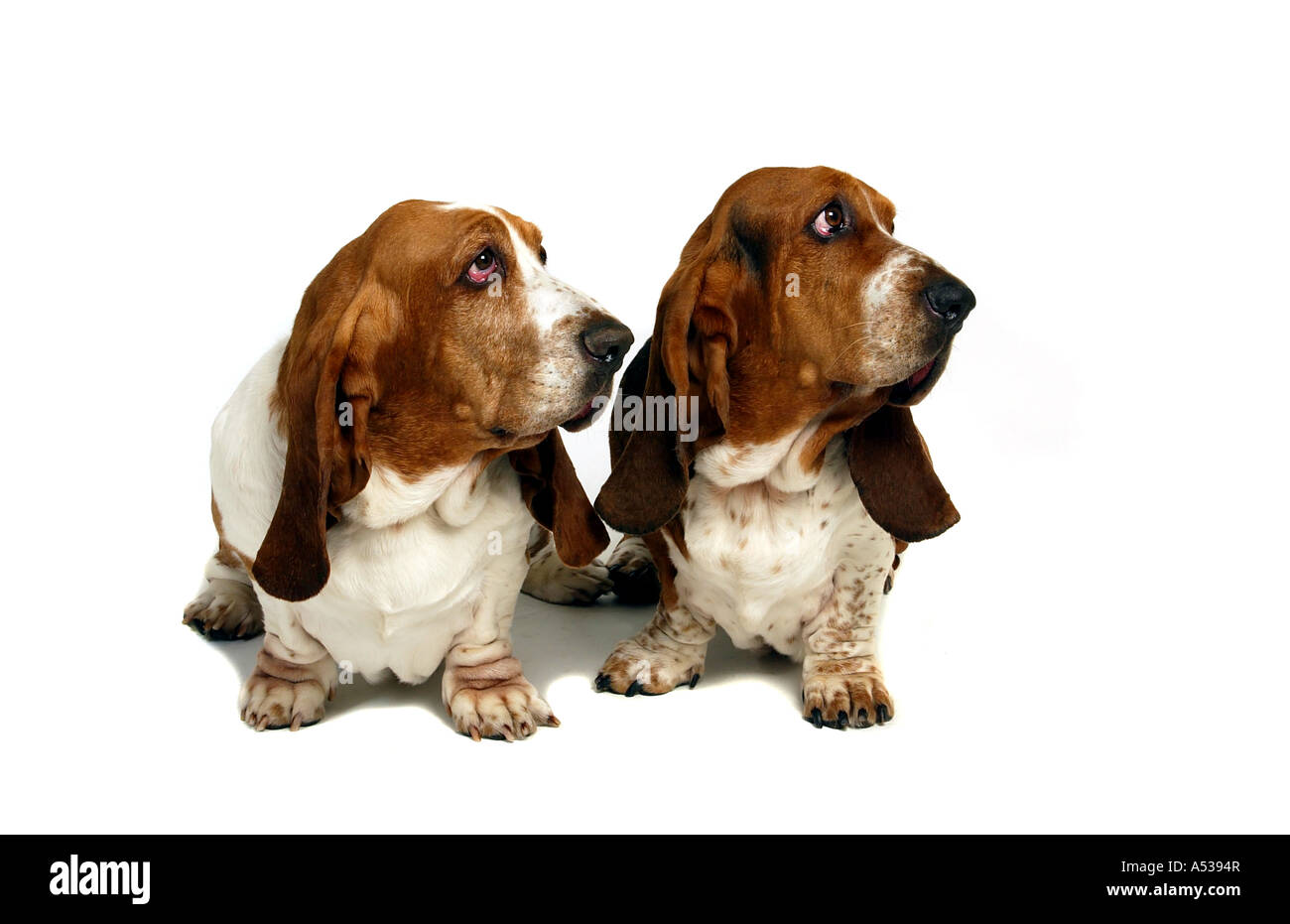 Pair hounds hi-res stock photography and images - Alamy