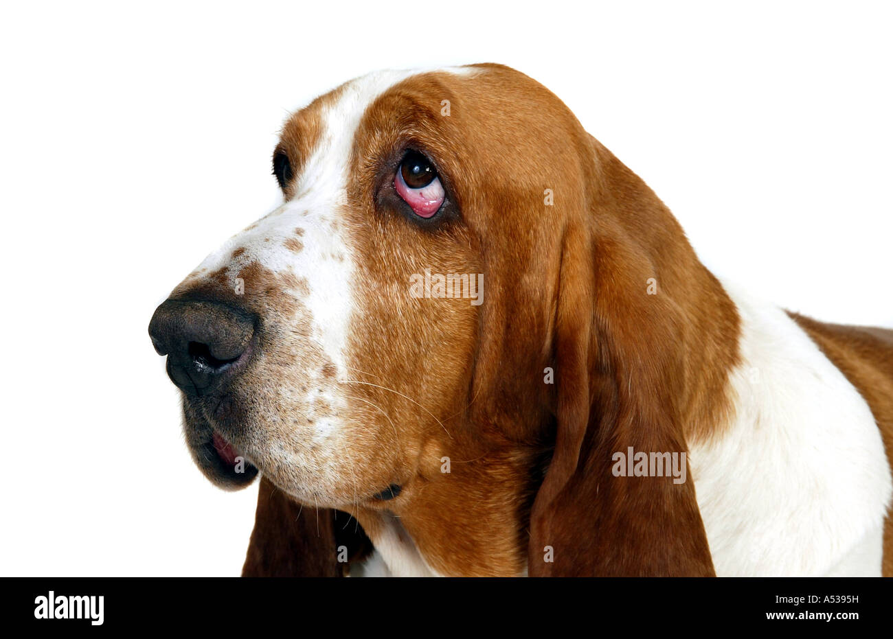 Head shot of Bassett Hound Dog Stock Photo