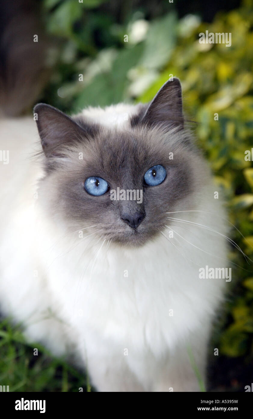 Blue Point Birman Cat looking directly at the camera Stock Photo