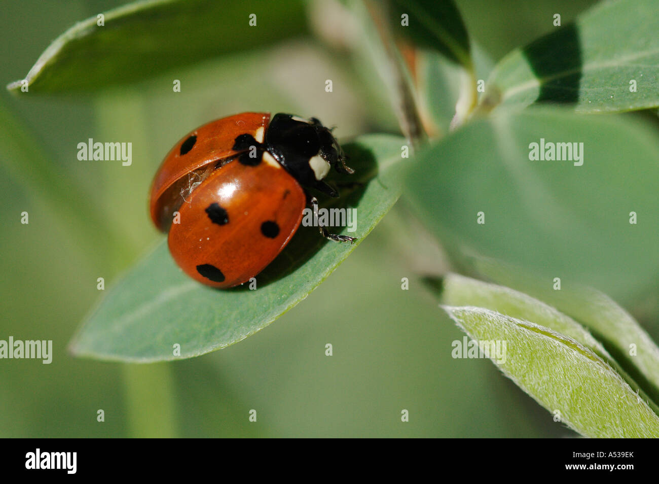 Macro Wildlife: Ladybug/Ladybird Stock Photo - Alamy