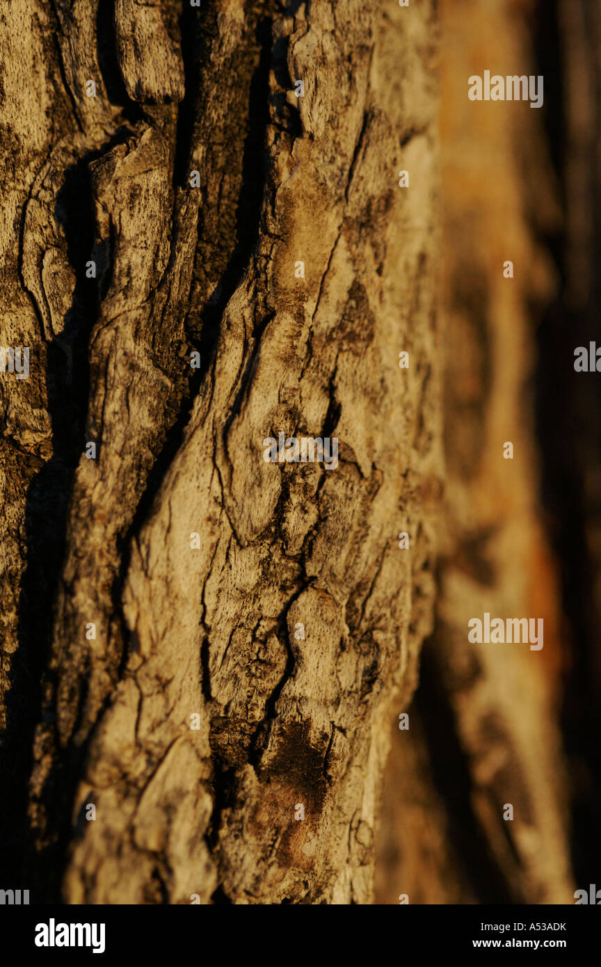 Fibrous consistency hi-res stock photography and images - Alamy