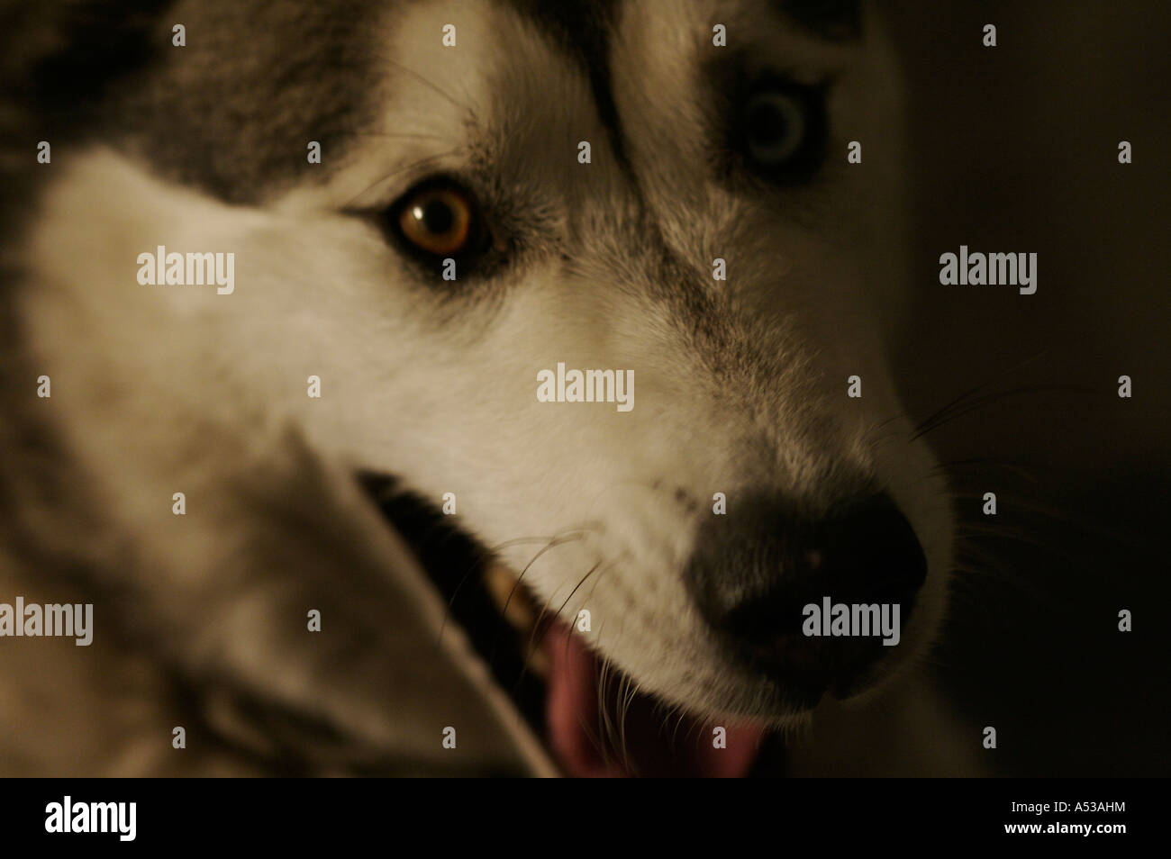 Portrait Wolfe (siberian husky) Coughing Stock Photo Alamy