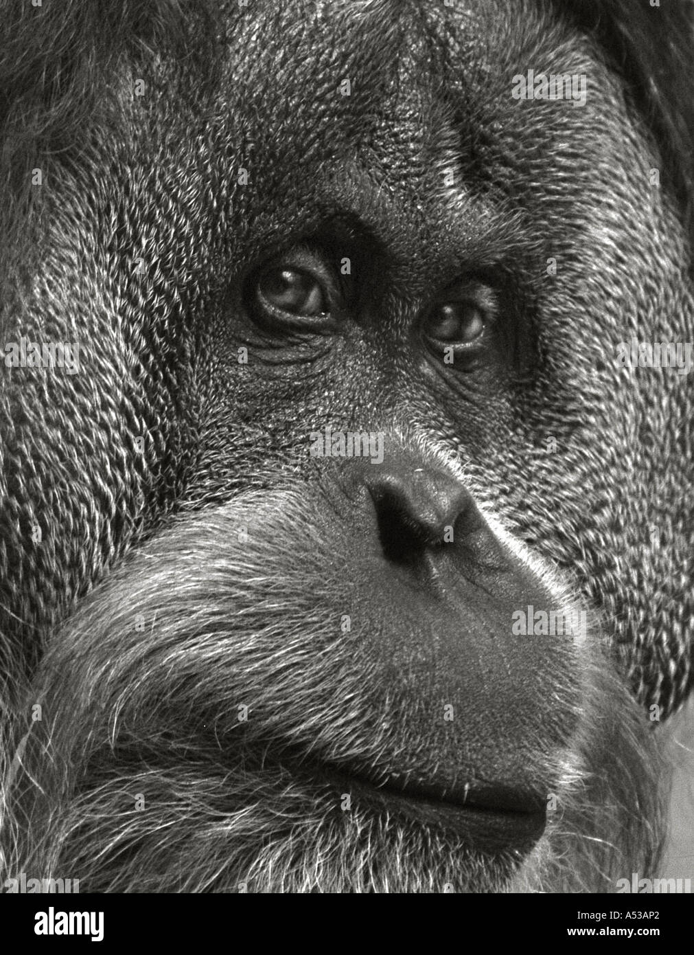 Orang-utan (Pongo pygmaeus), black and white Stock Photo - Alamy