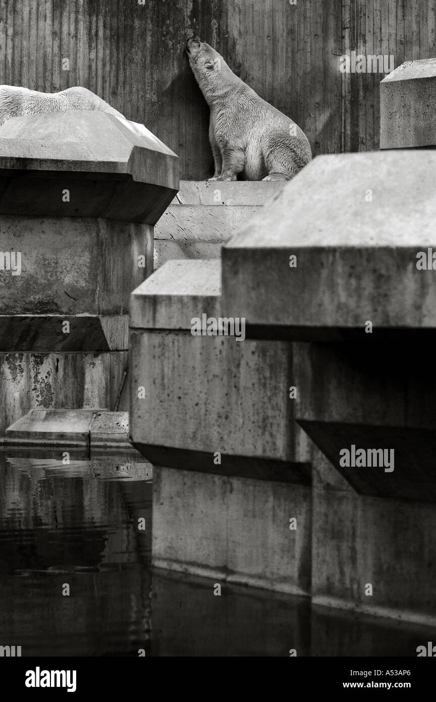 Black and white polar bear hi-res stock photography and images - Alamy