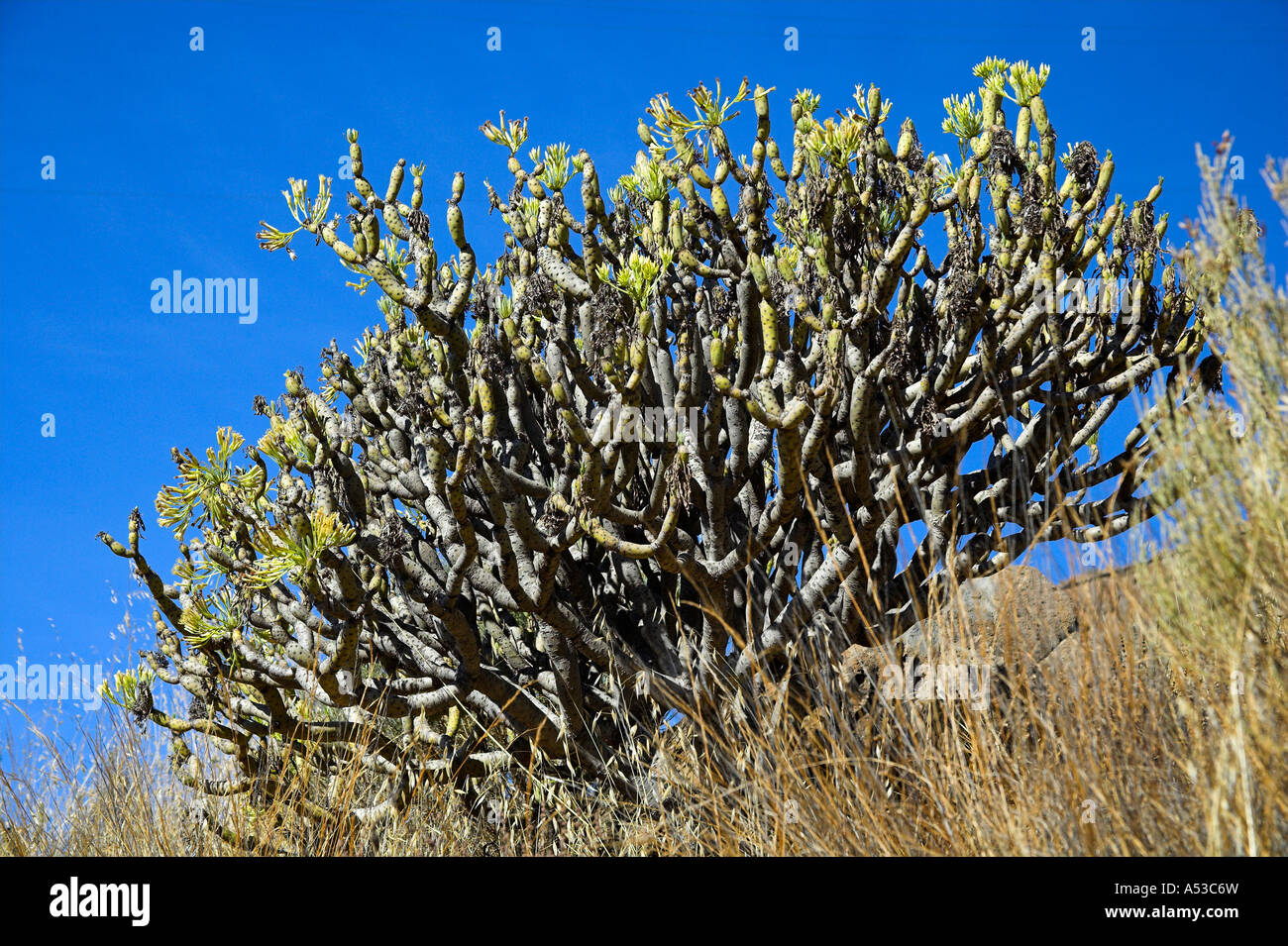 Kleinia Neriifolia Sukkulenten Stock Photo