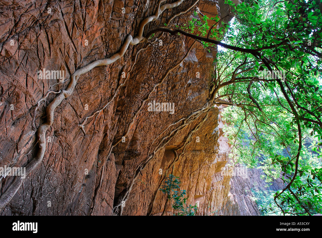 Rock fig growing against cliff face near waterfall, Sabie, Mpumalanga, South Africa Stock Photo