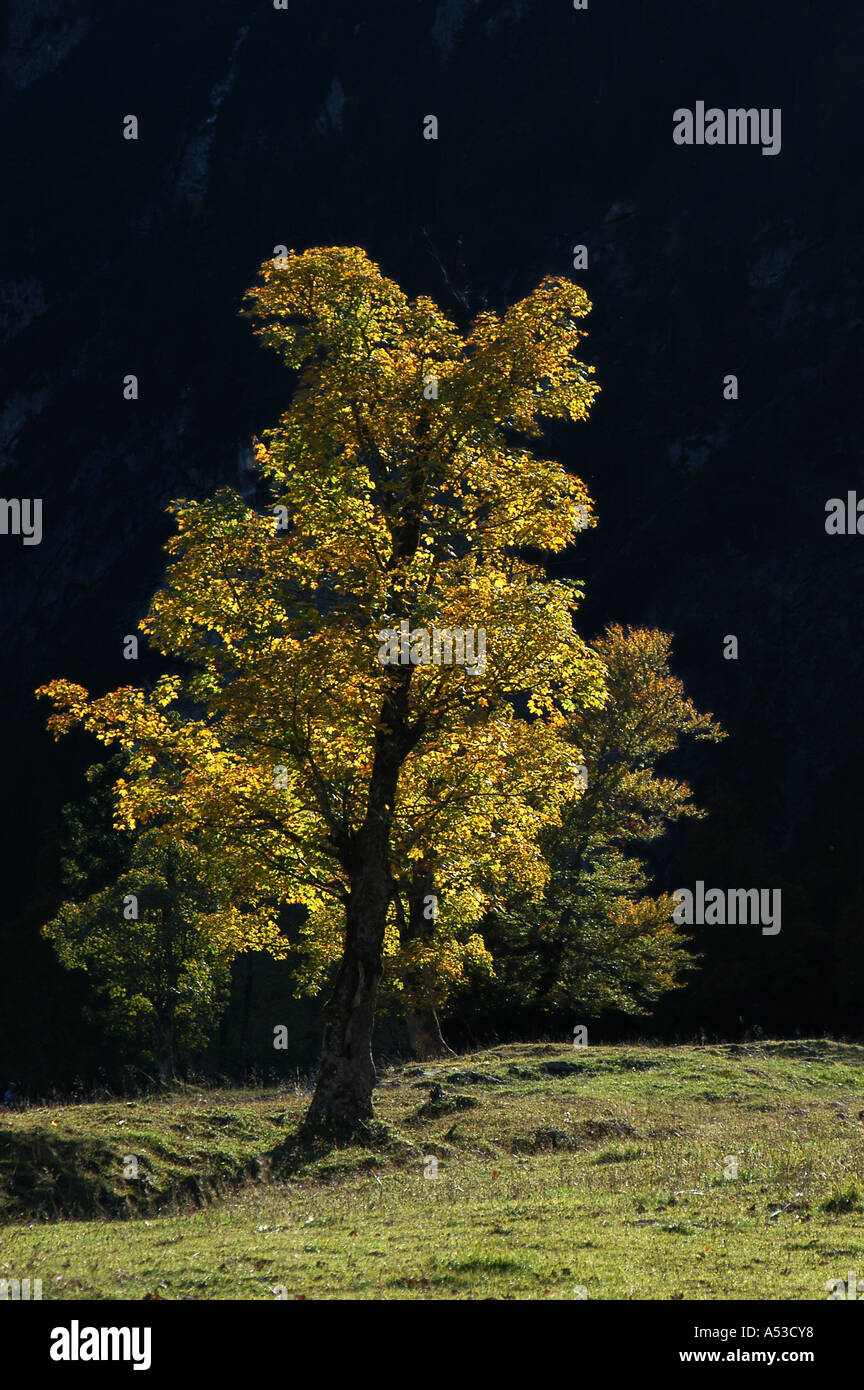 Old maple tree in autumn, Großer Ahornboden, Engtal, Karwendel Mountain Range, Tyrol, Austria Stock Photo