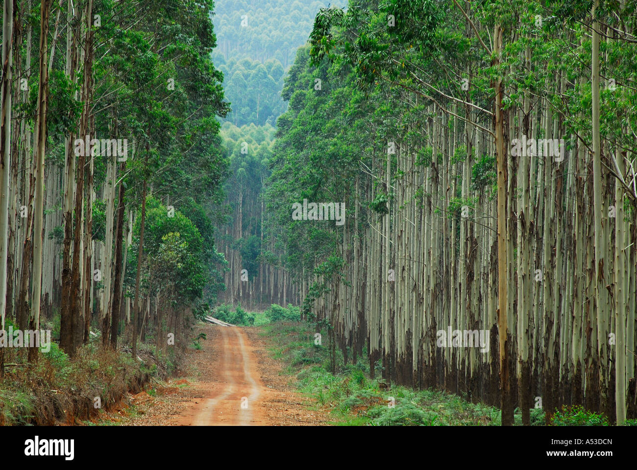 Eucalyptus forest lane, near Hazyview, Mpumalanga, South Africa Stock Photo Alamy