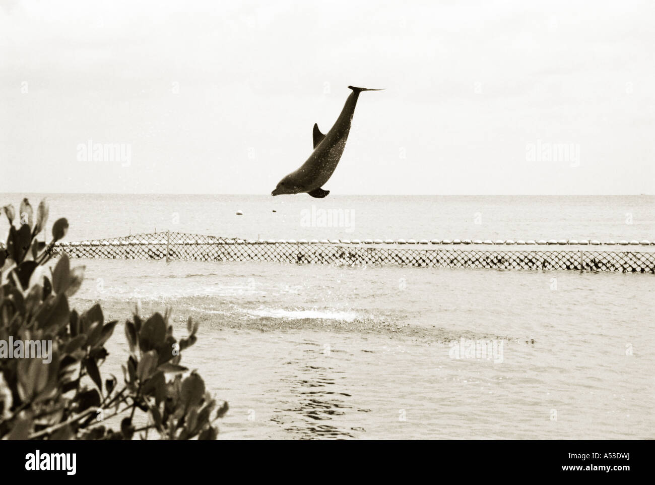 A tinted black and white landcape image of dolphin performing trick. Stock Photo