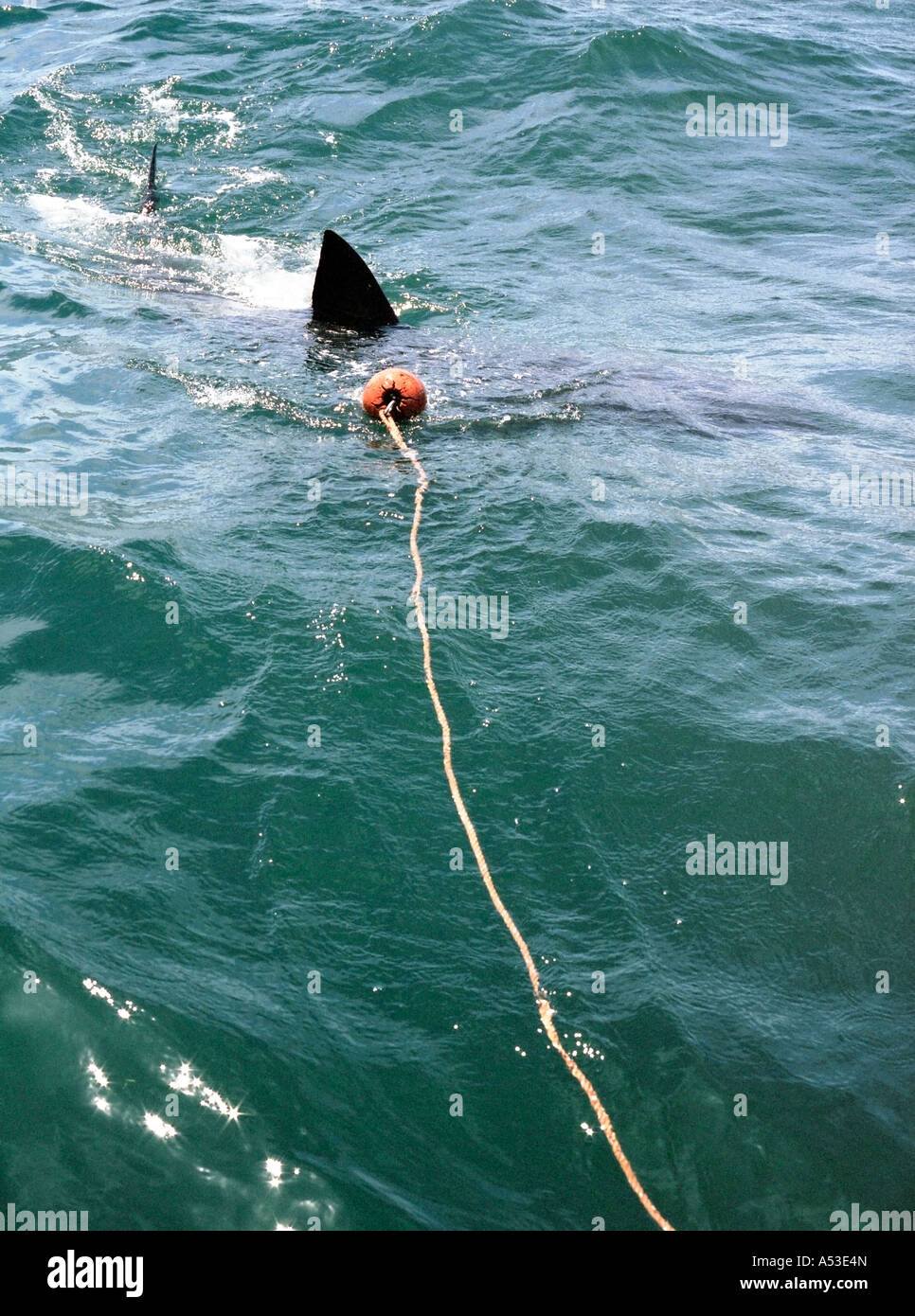 Colour portrait of great white shark swimming around bait Stock Photo