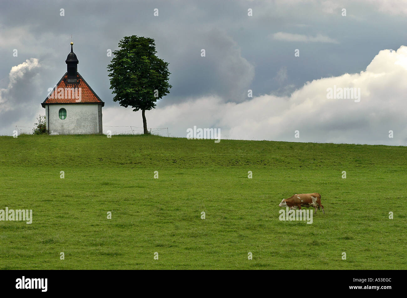 Grazing cow on pasture, chapel and tree, Bavaria, Germany Stock Photo