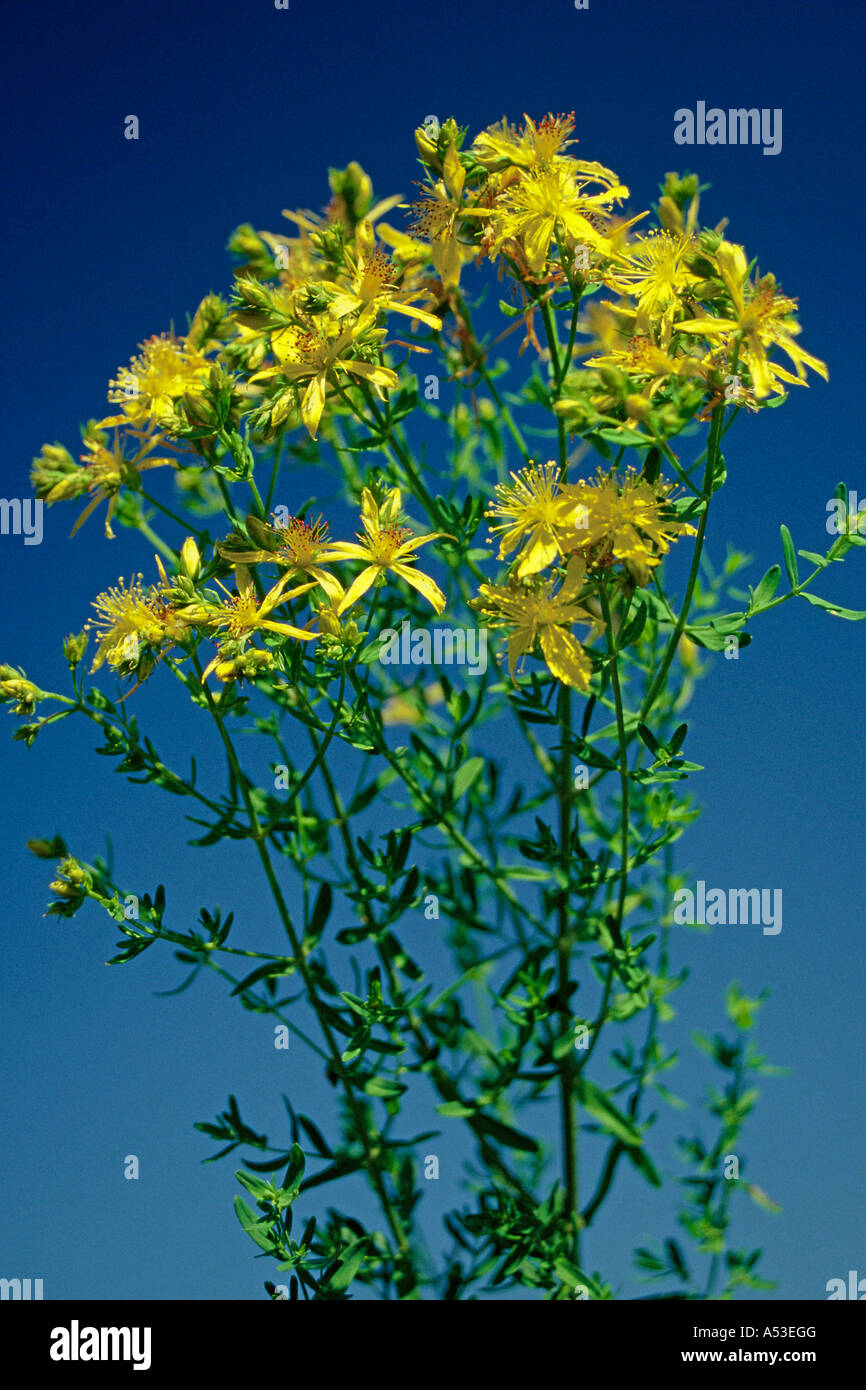 Saint John's wort Hypericum perforatum Stock Photo Alamy