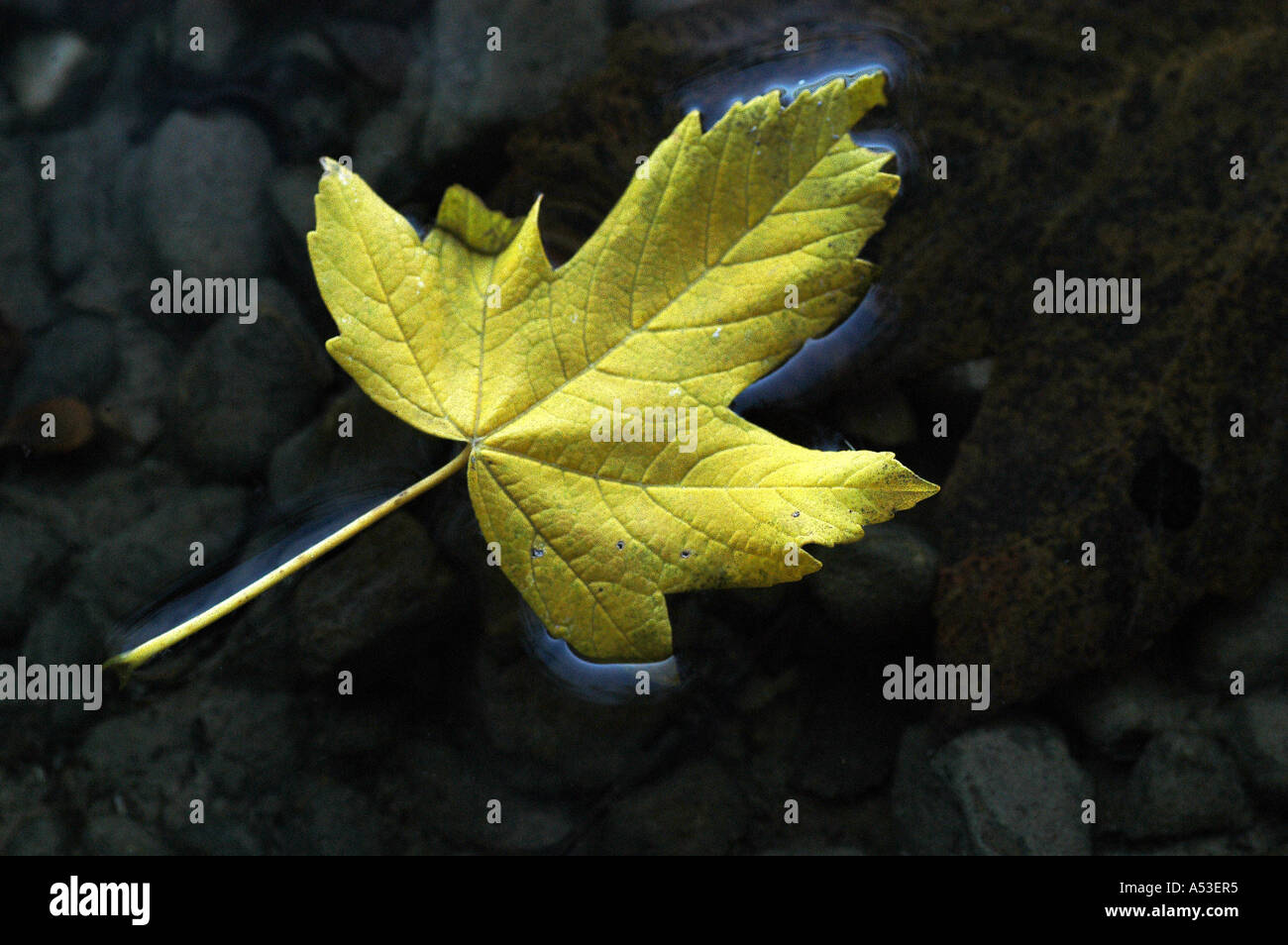 Yellow maple leaf, adrift in dark water Stock Photo