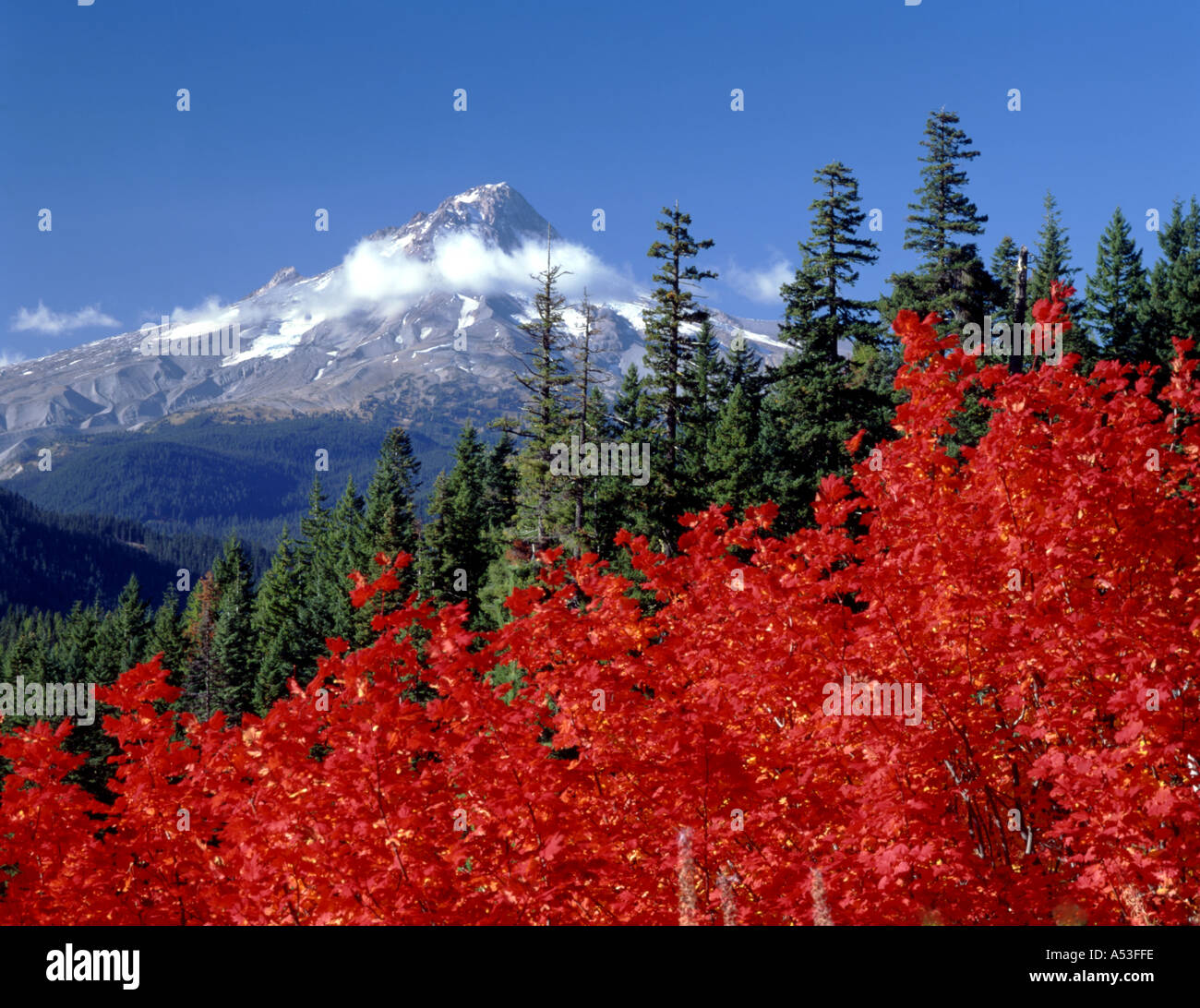 Mount Hood with vine maple Pacific Northwest USA Stock Photo Alamy