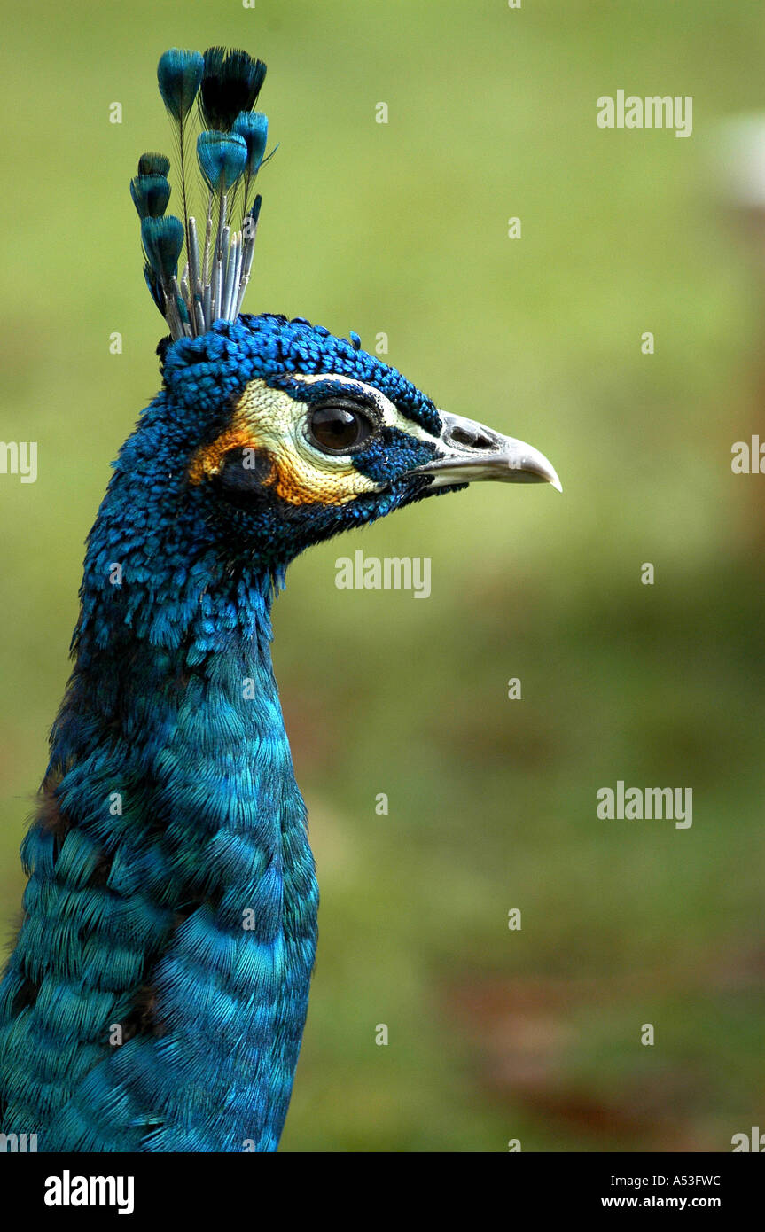 Peacock (Pavo Cristatus), Portrait Stock Photo - Alamy