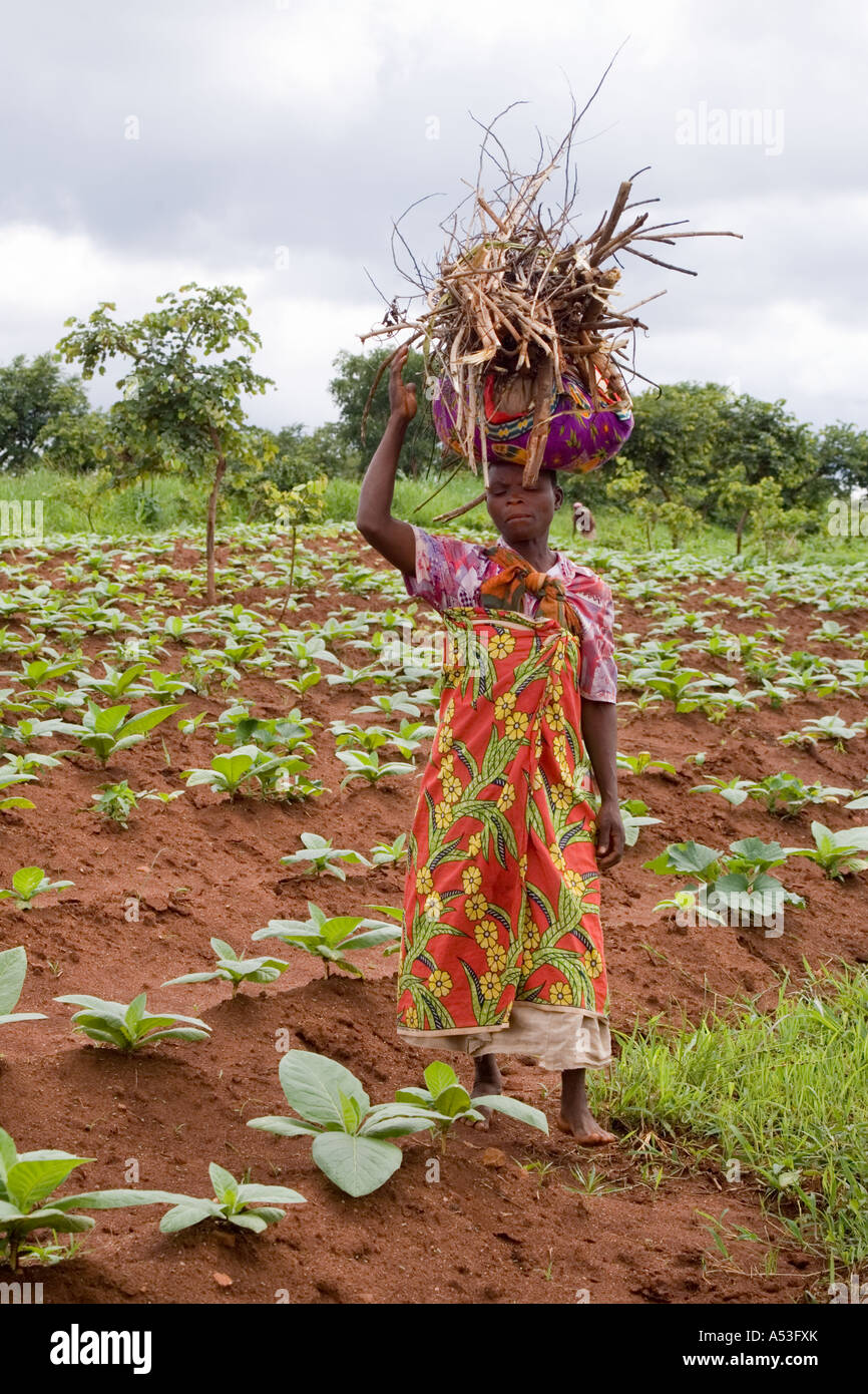 Woman carrying a bundle of firewood on her head in a field of tobacco near the village of Chagamba, Malawi, Africa Stock Photo