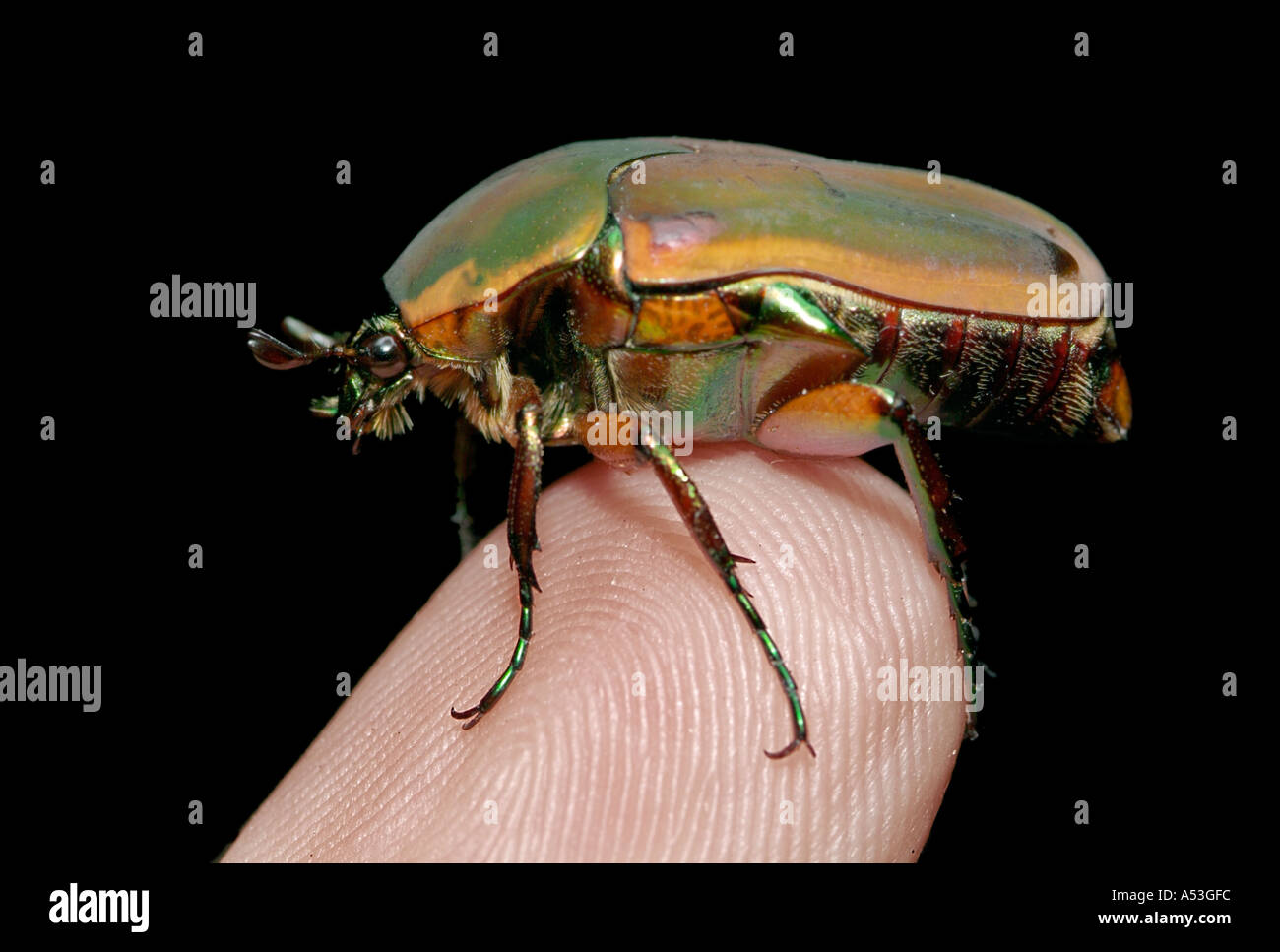 June bug on finger tip May beetle scarab beetles insects bugs small