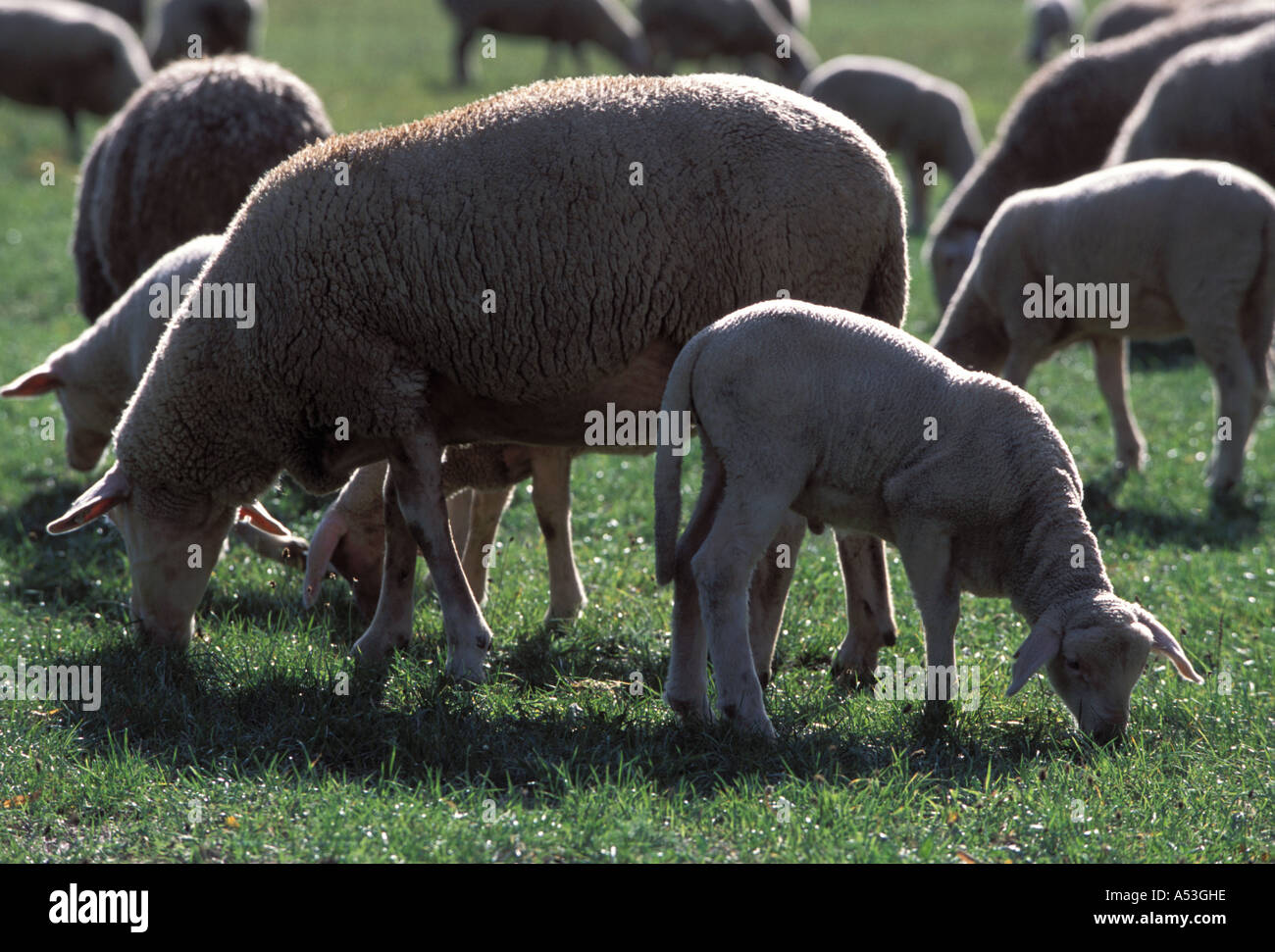 Lamb and it´s mother on the grass Stock Photo - Alamy