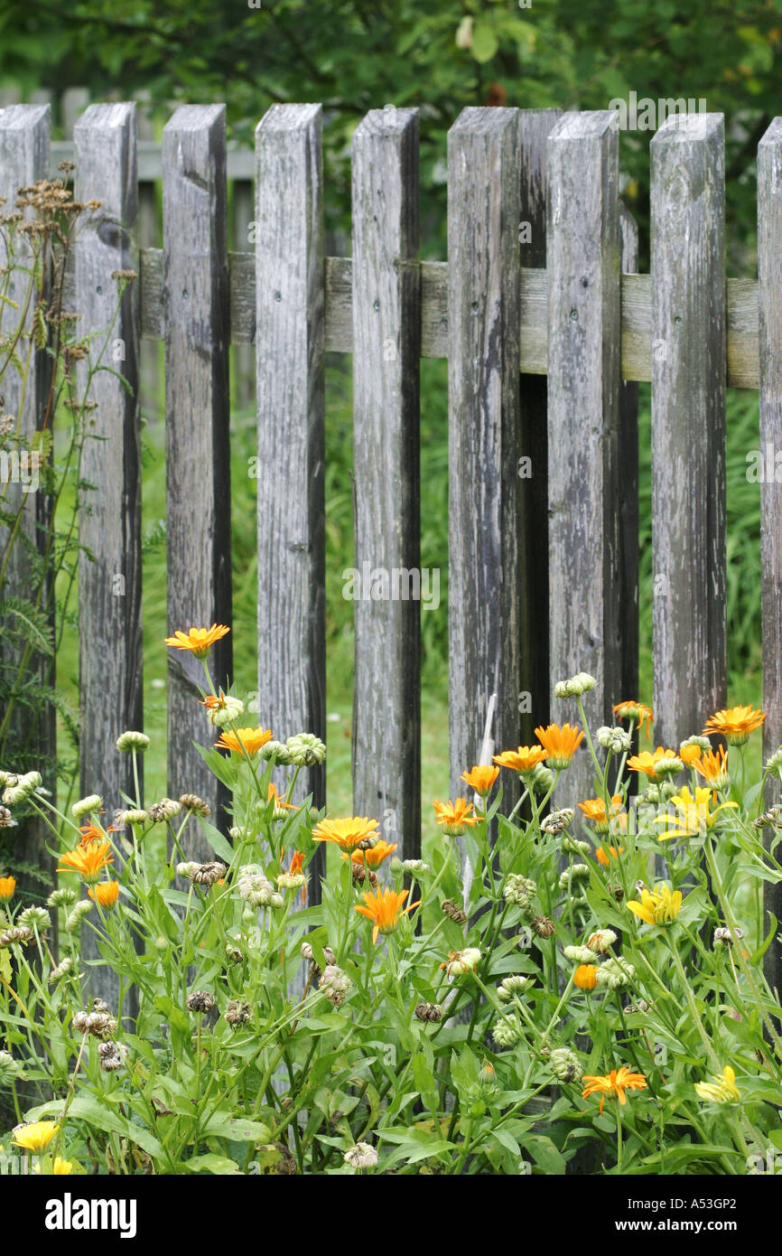 Plants flowers in fence hi-res stock photography and images - Alamy