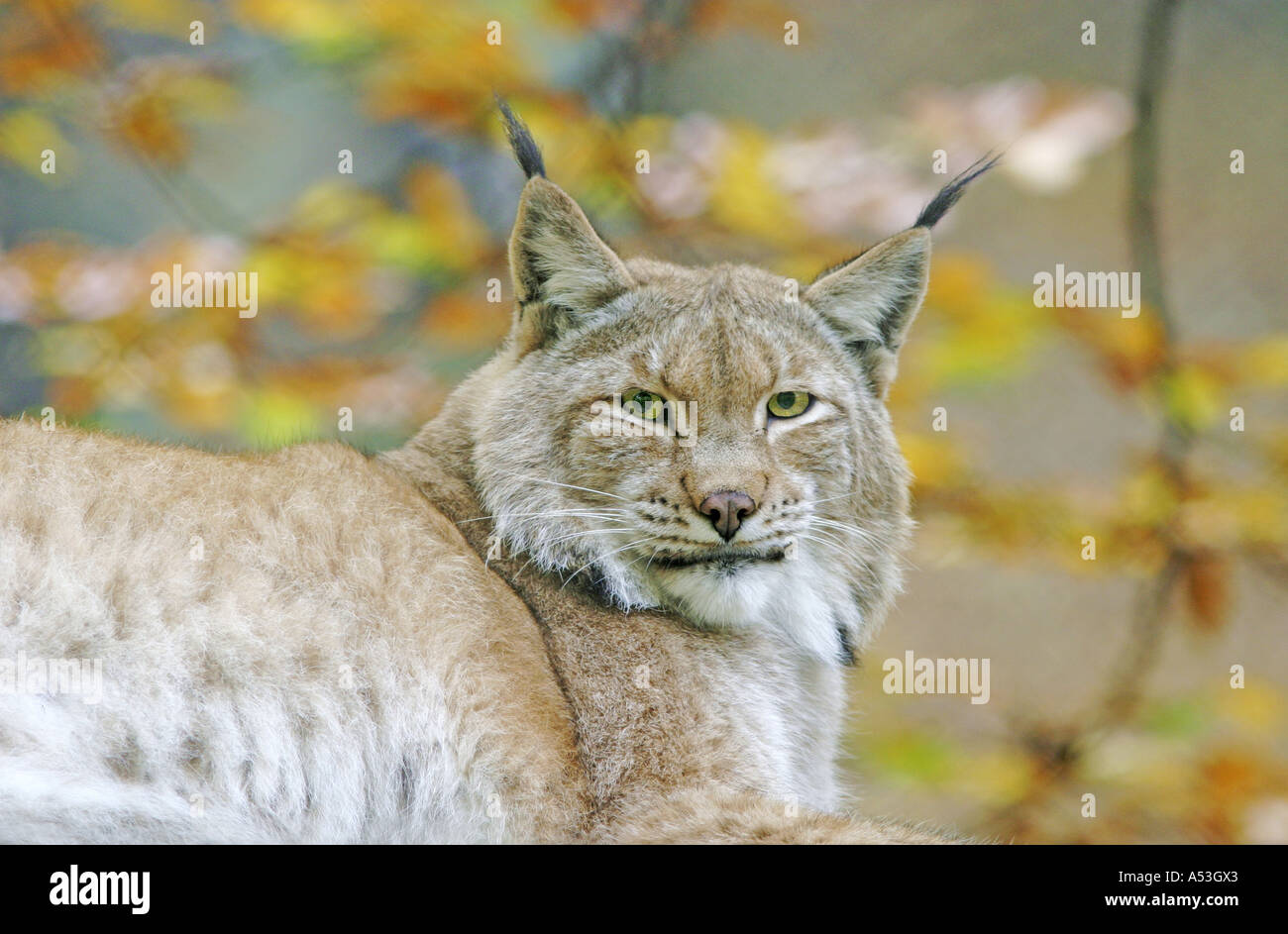 Lynx (Lynx lynx) is lieing lazy on the ground, enjoying the autum sun, captive Stock Photo