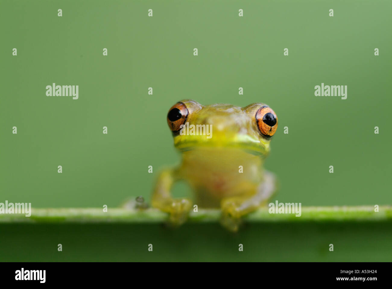 Puerto Rican Coqui Eleutherodactylus coqui frog reptiles amphibians