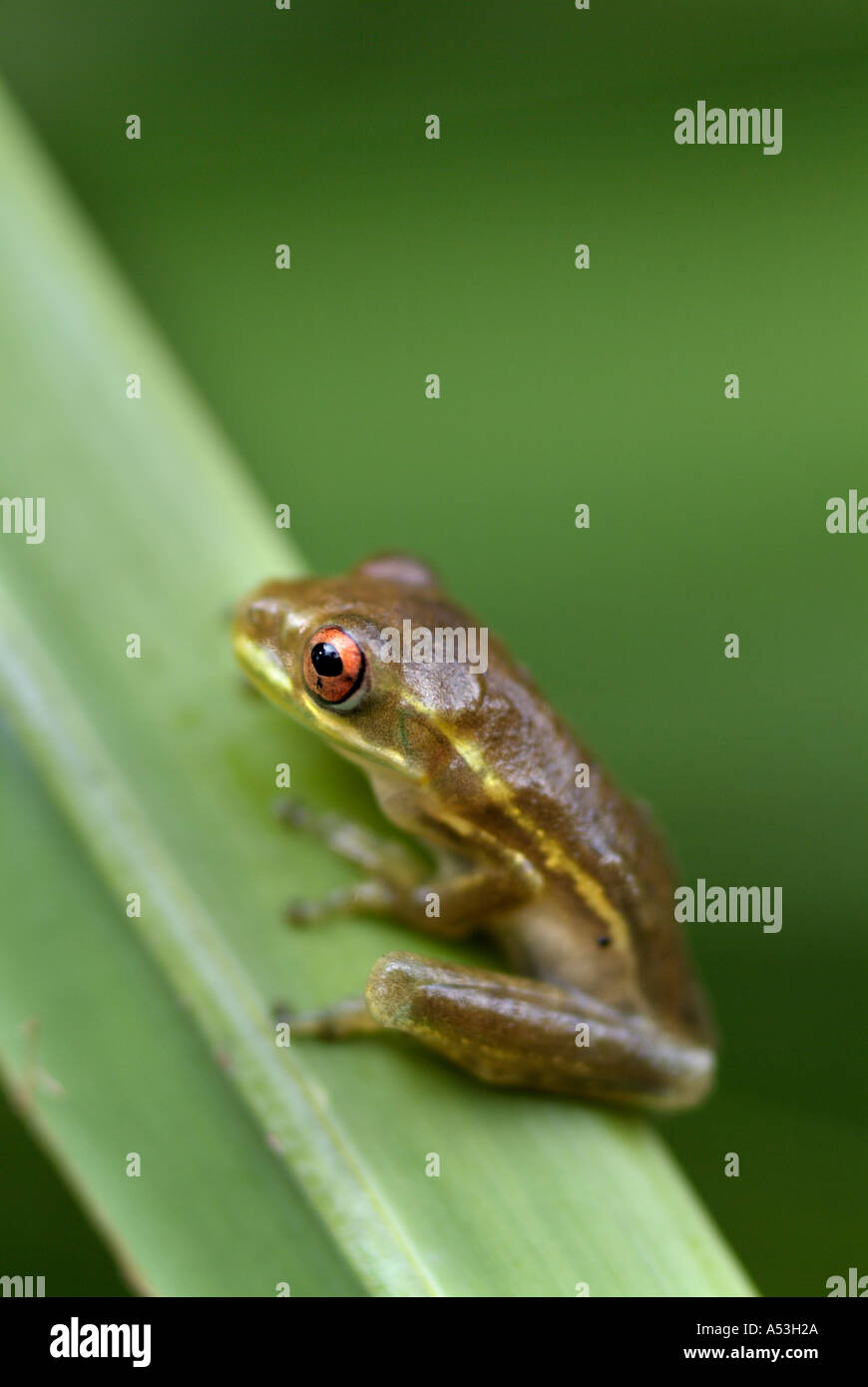 Puerto Rican Coqui Eleutherodactylus coqui frog reptiles amphibians