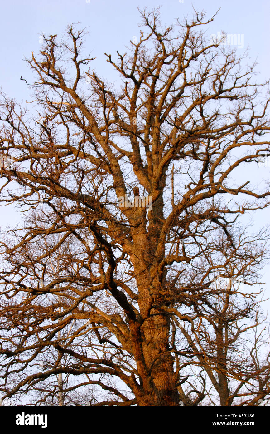 Tree oaktree hi-res stock photography and images - Alamy