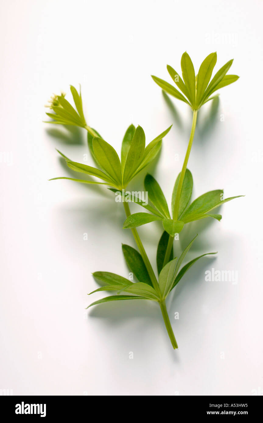 Fresh woodruff Stock Photo