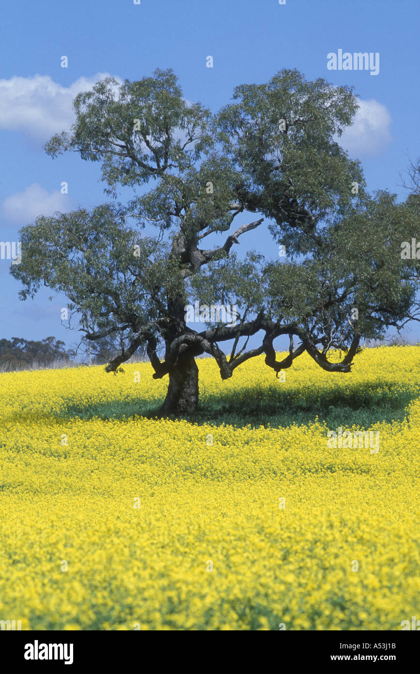 Australia New South Wales Field of bright yellow mustard seed on Stock  Photo - Alamy