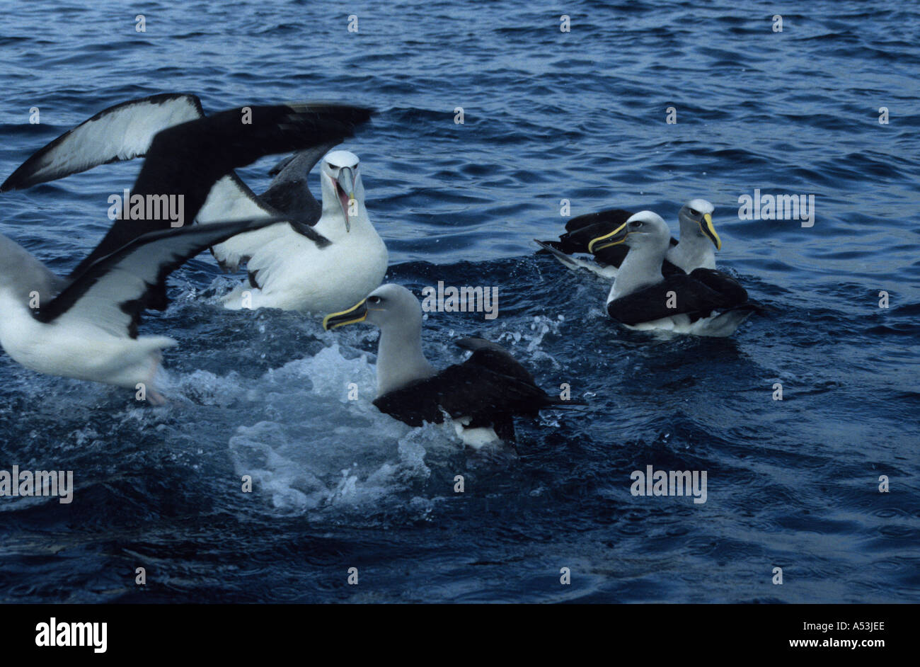 Roaming albatross hi-res stock photography and images - Alamy
