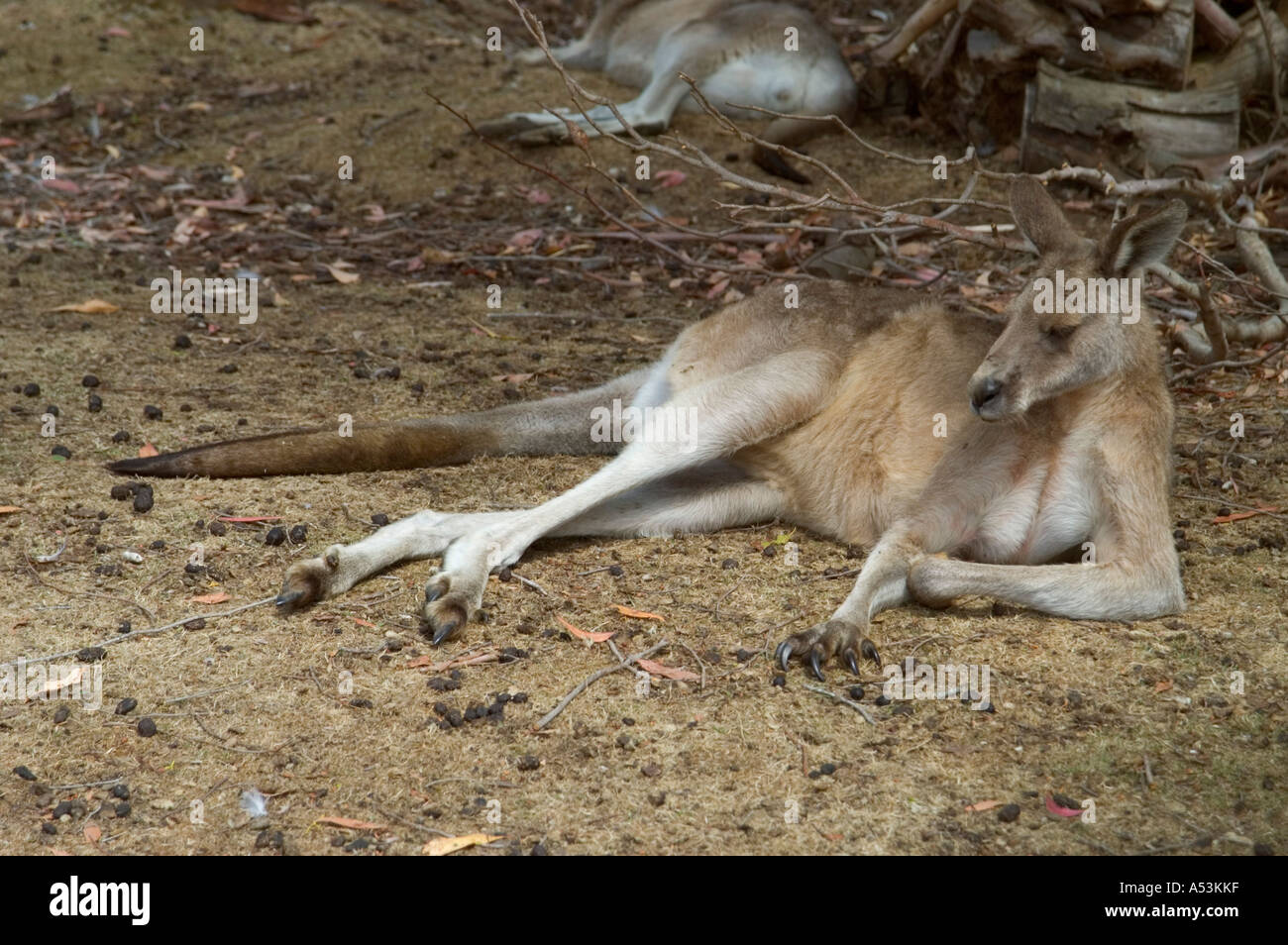 Forrester Kangaroo in Tasmanian Devil Park in Taranna Tasmania