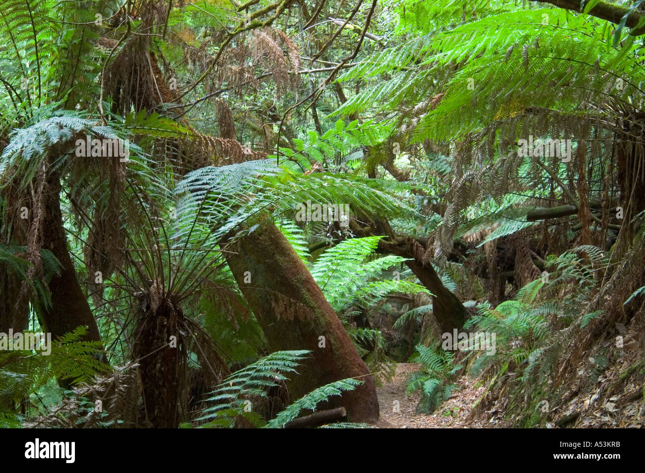 Fern trees at the Tall Trees Circuit at Mt Field Nationalpark Tasmania