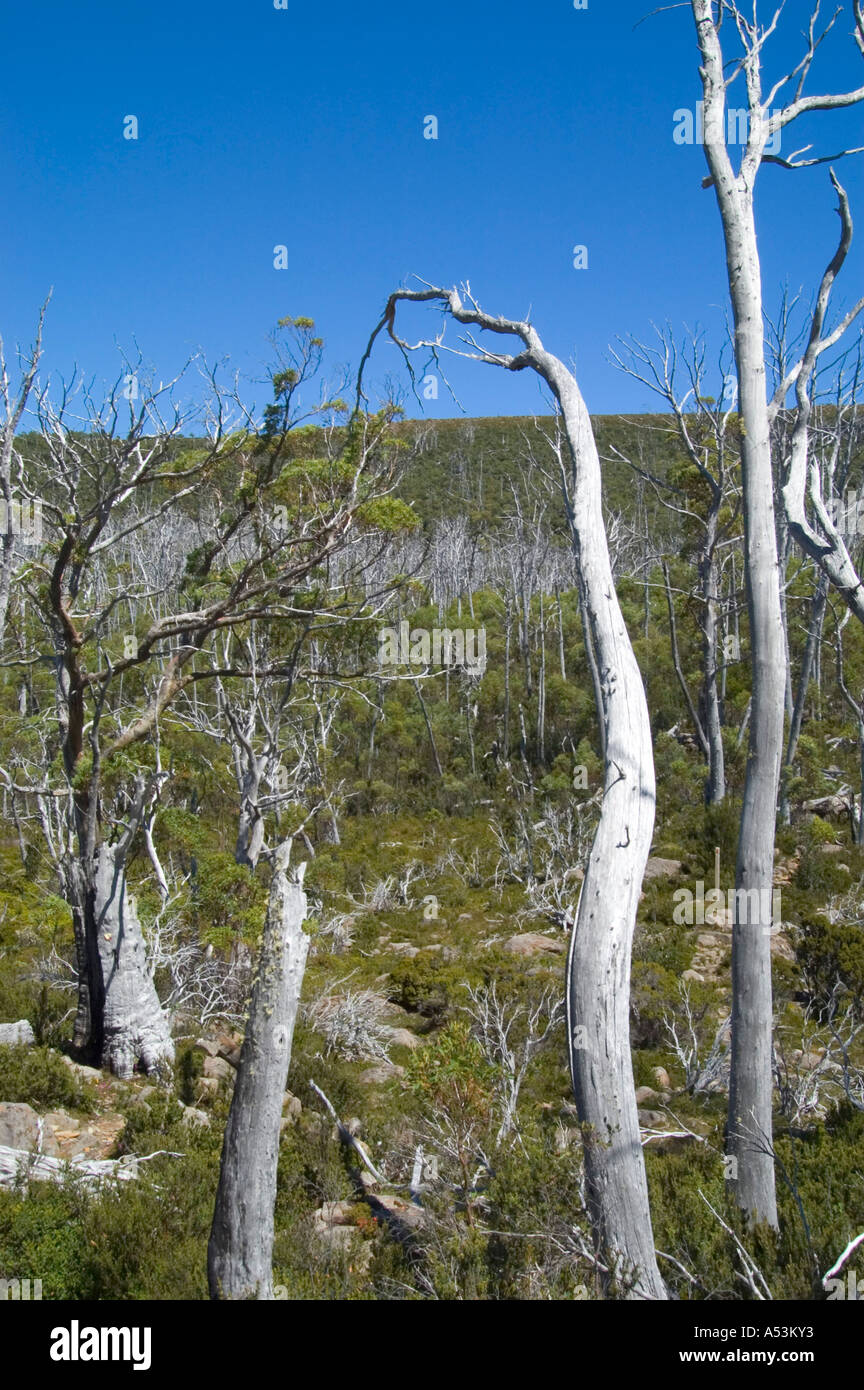 Dead gum wood Lake St Clair Nationalpark Tasmania Australia Stock Photo