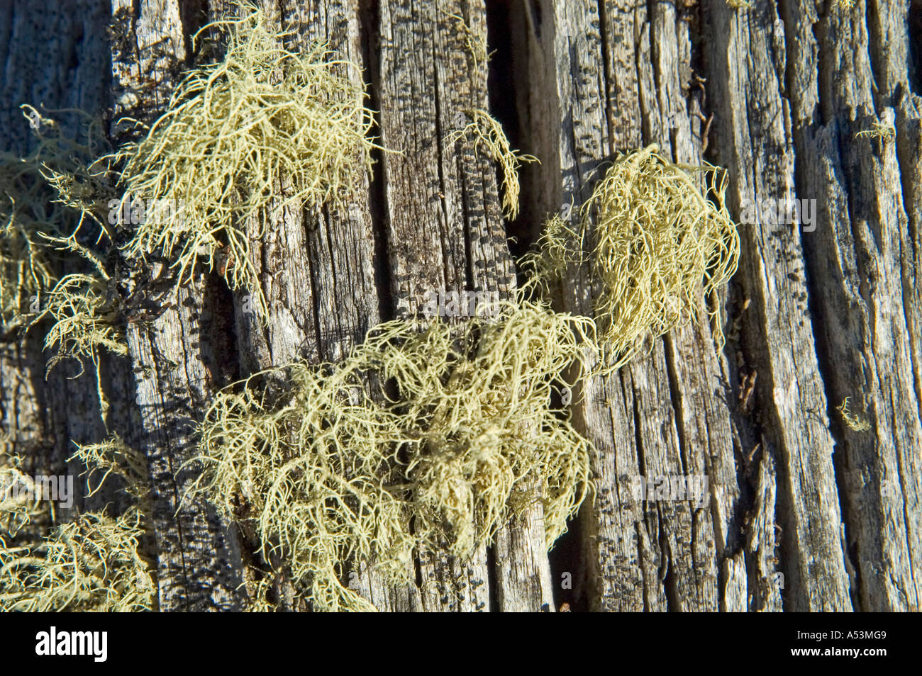 Structures of wood Lake St Clair Nationalpark Tasmania Australia Stock Photo