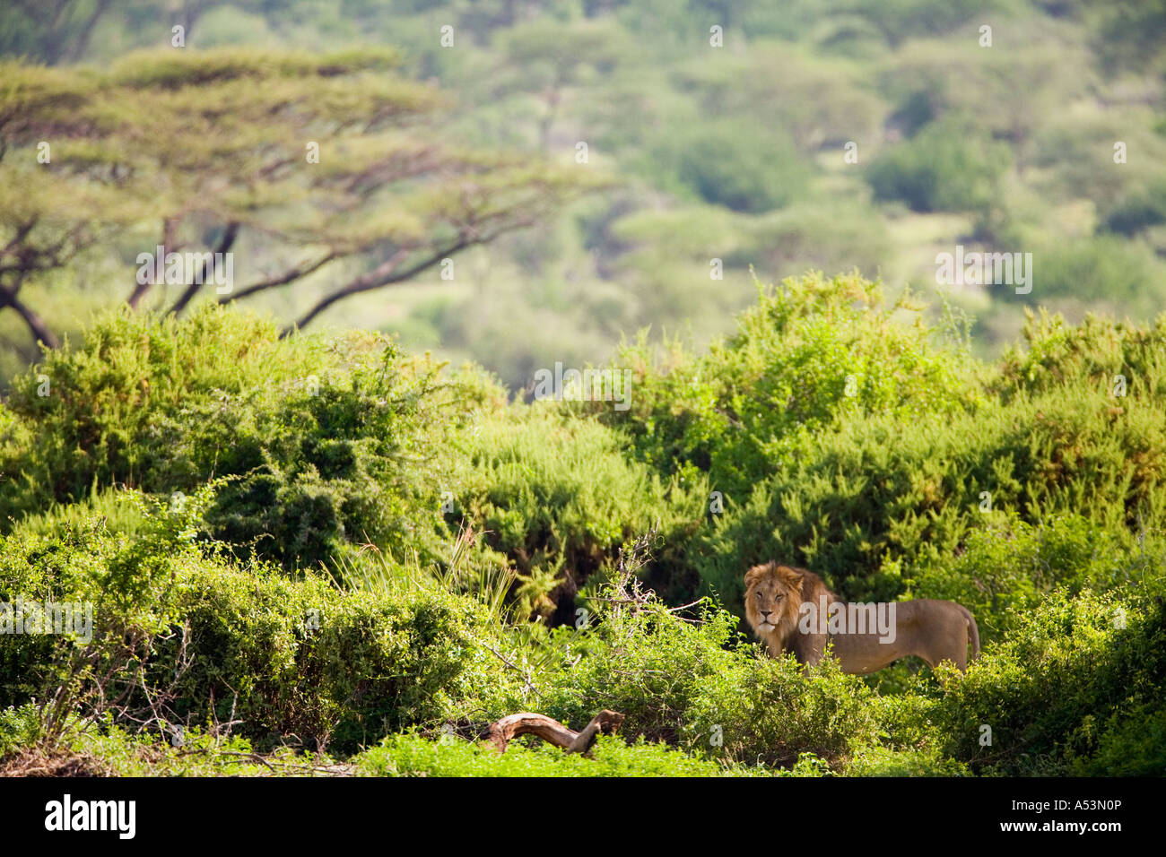 Male lion in forest Samburu National Park Kenya East Africa Stock Photo ...