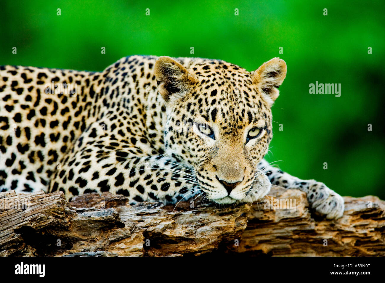 Wild african leopard hi-res stock photography and images - Alamy