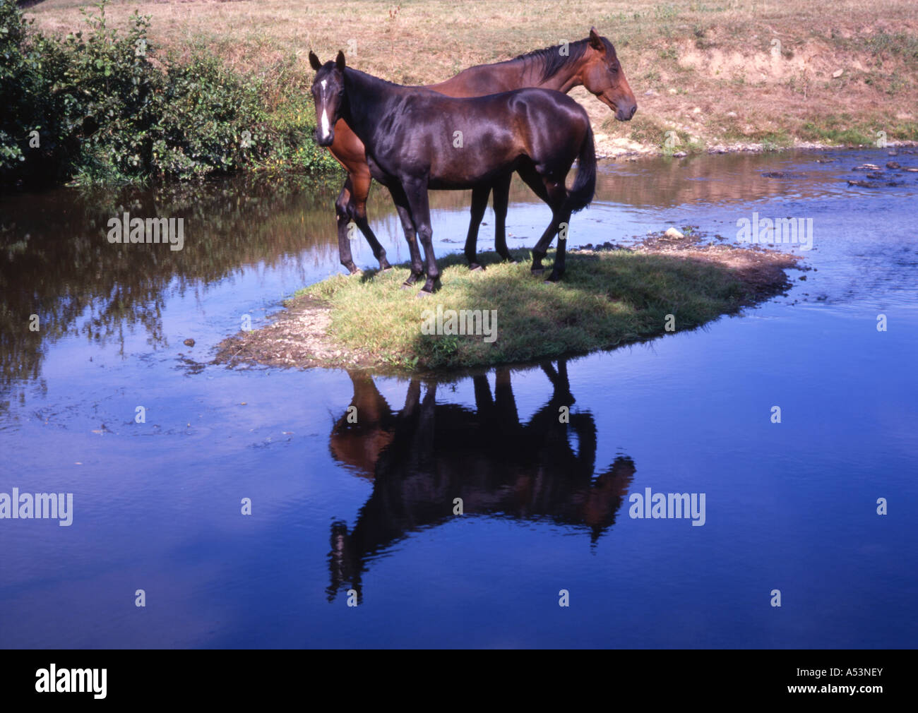 Two horses cooling off on a river islet by the Voie Verte 44km route Givry, Cluny, Burgundy, France Stock Photo