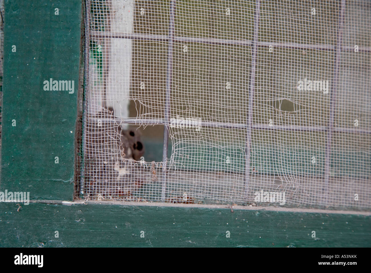 Hole in mosquito net covering window Stock Photo - Alamy