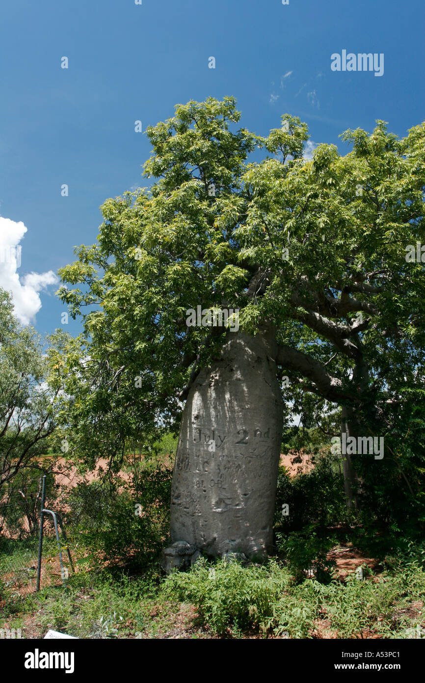 Gregory's tree northern territory hi-res stock photography and images ...