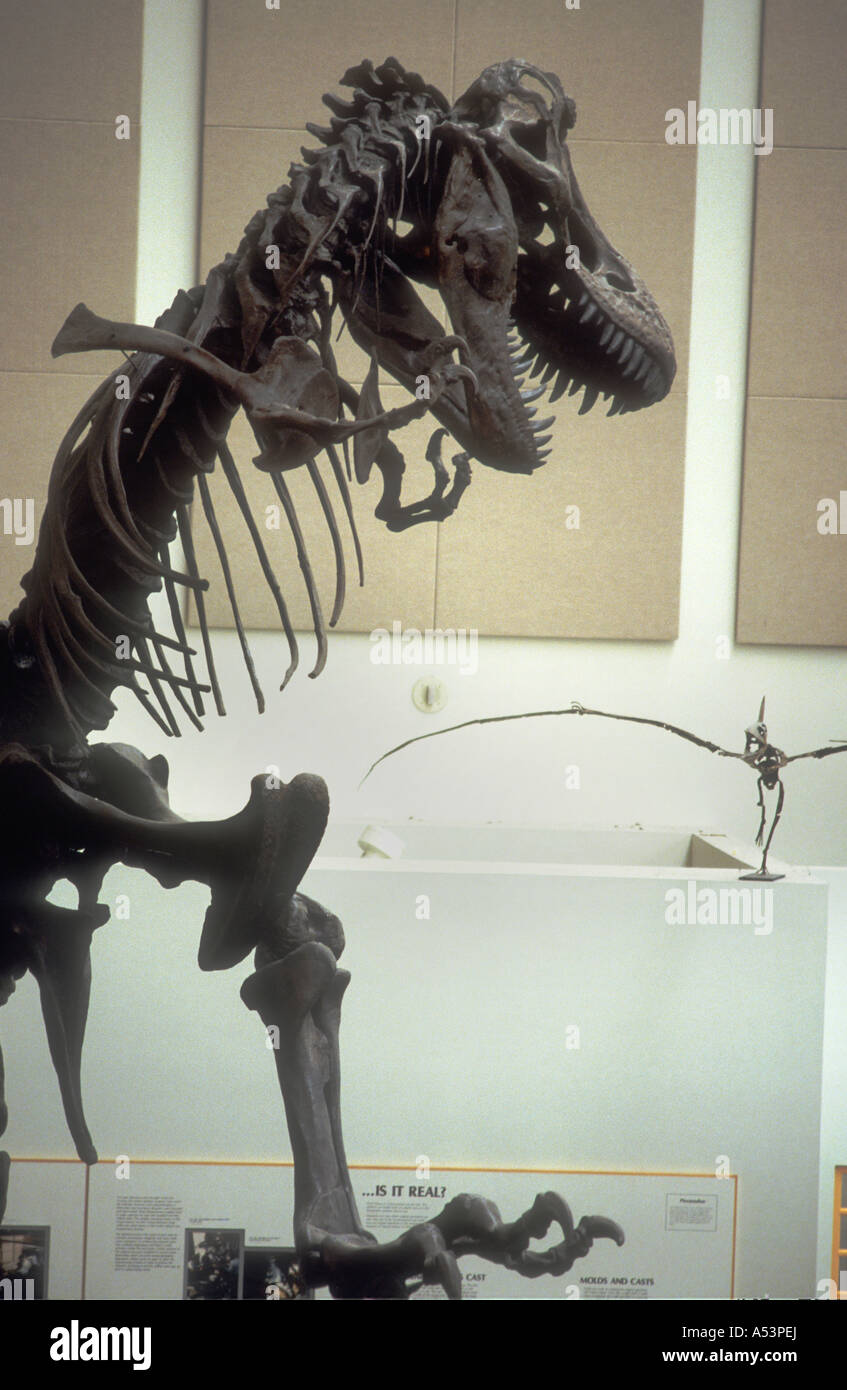 T-Rex Modelled Skeleton, Inside Denver Natural History Museum Colorado USA. Stock Photo