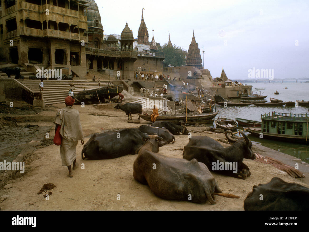 Painet ha1698 3404 india water buffalo burning ghats benares country developing nation economically developed culture Stock Photo