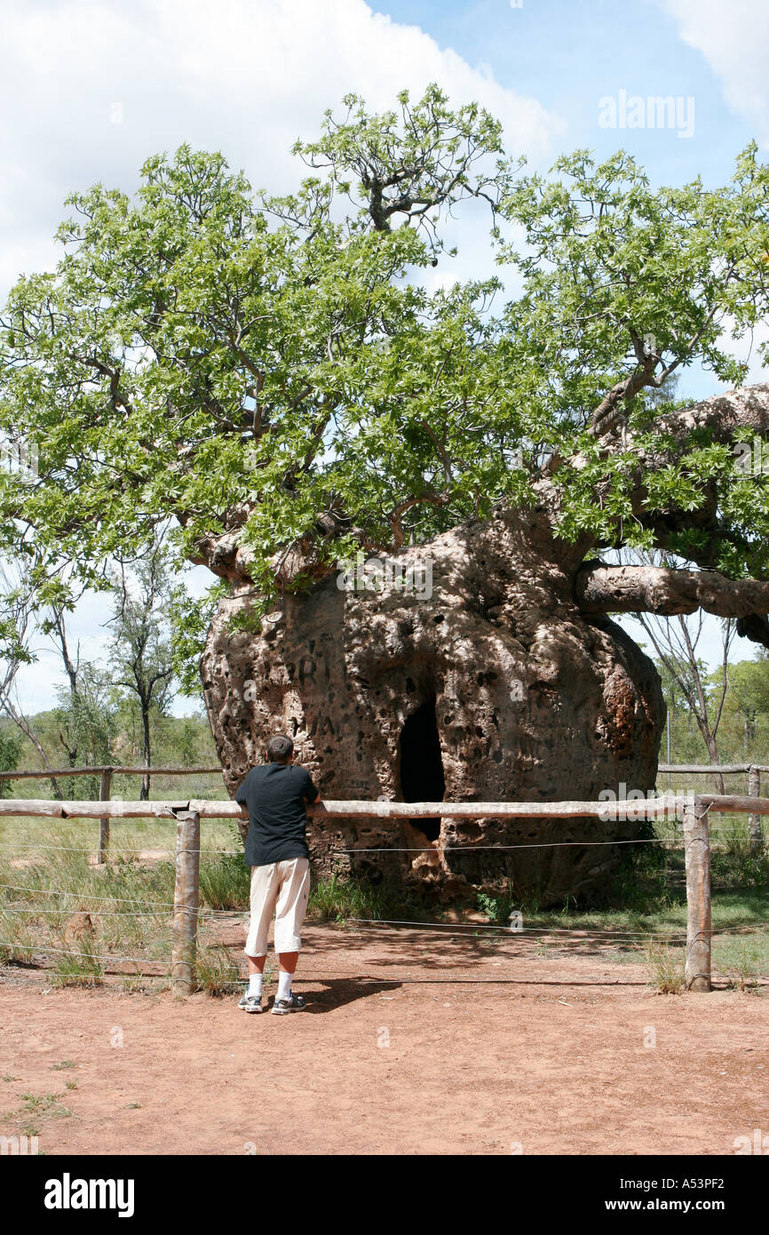 Baobab or Boab prison tree in Derby Kimberley Western Australia Stock Photo Alamy