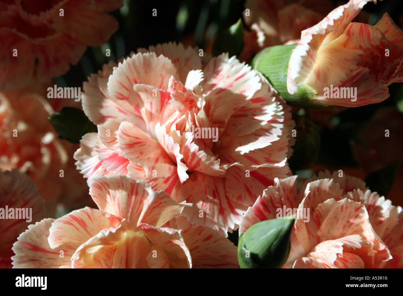 Growing Carnations In South Africa at Brent Woods blog