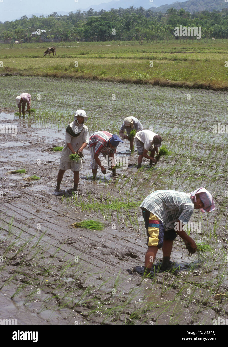 Mindanao Rice Mindanao culture hi-res stock photography and images - Alamy
