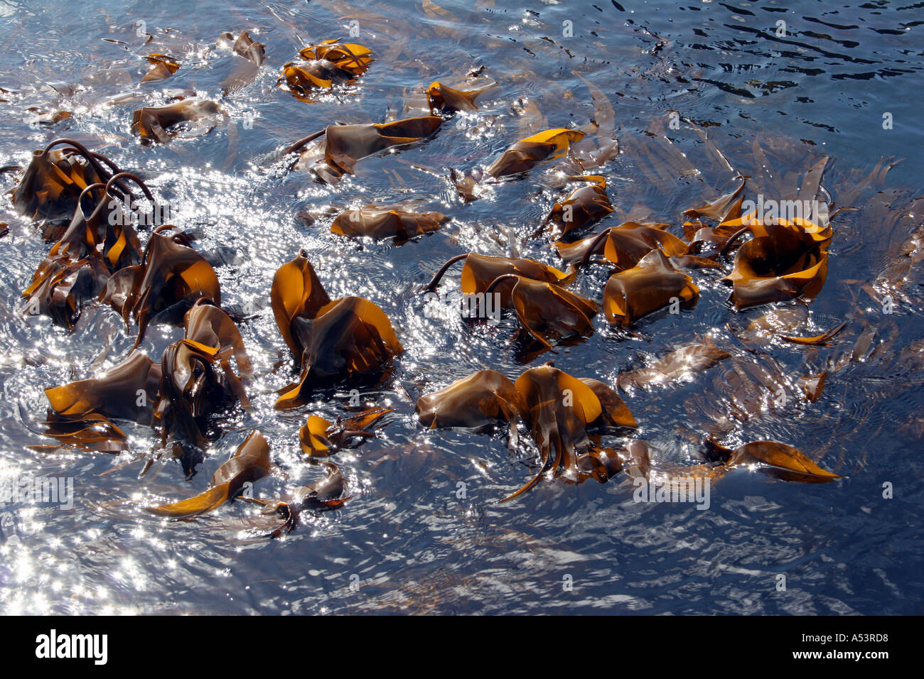 Brown seaweed float hires stock photography and images Alamy