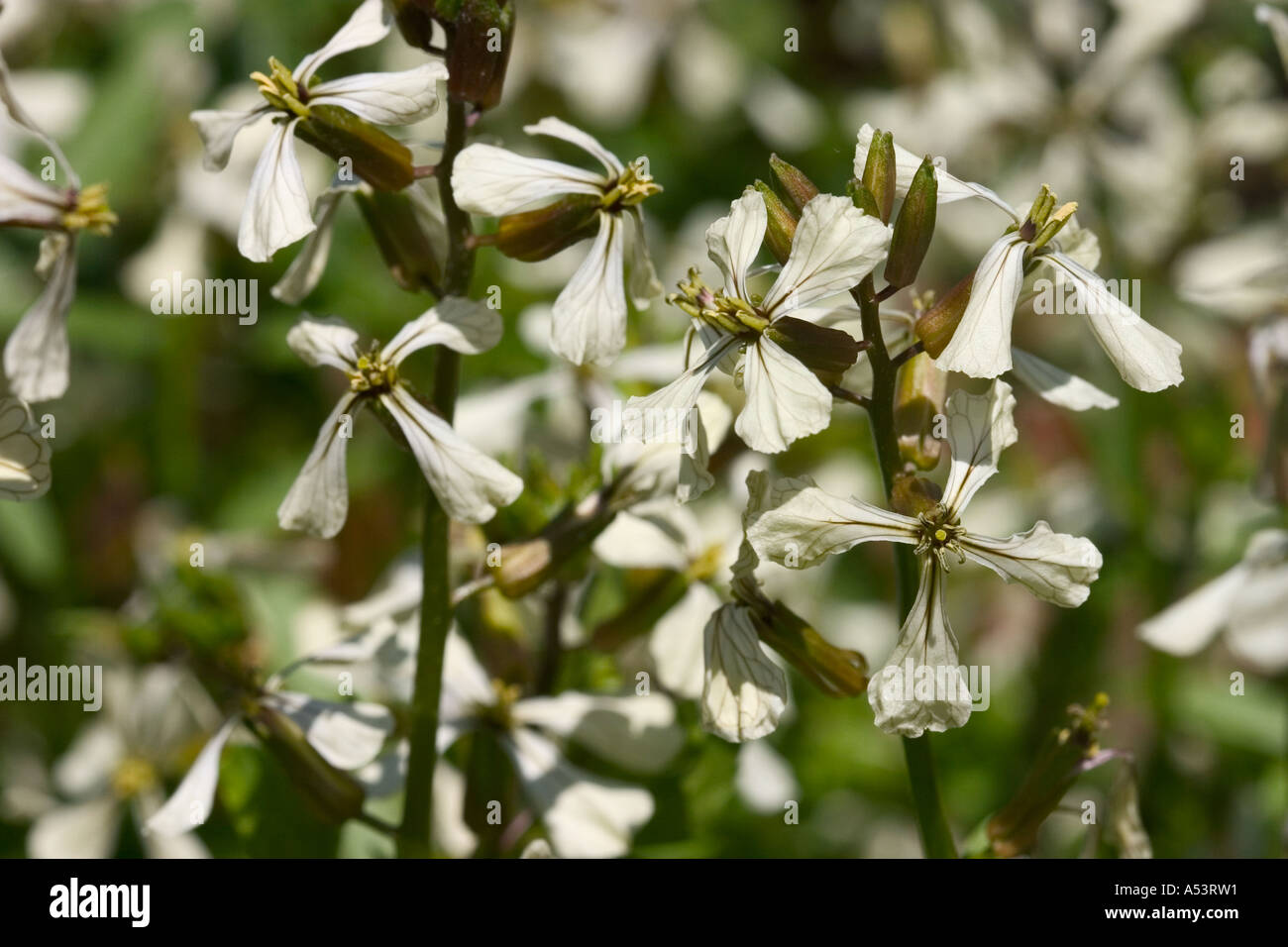 COMMON NAME: Rocket LATIN NAME: Rocket Stock Photo - Alamy