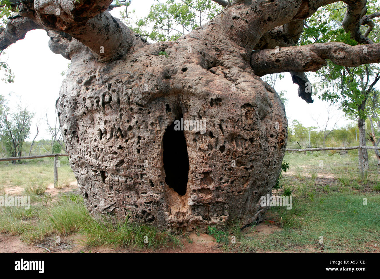 Baobab or Boab prison tree in Derby Kimberley Western Australia Stock Photo 3652810 Alamy